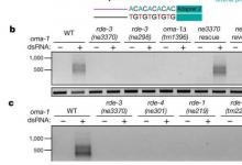 发现RDE-3可将pUG尾巴添加到RNA干扰靶标和转座子RNA中
