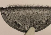 研究人员使用磁场和光控制人造纤毛
