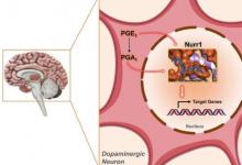 研究发现分子对为帕金森氏症的治疗提供了潜力