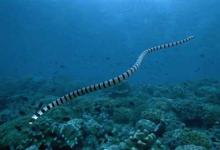 海蛇已经适应了1500万年的水下观察