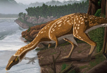 古生物学家在澳大利亚发现稀有恐龙化石
