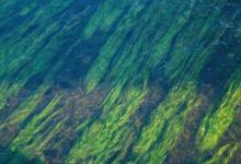 保护海草是增强抵御气候变化和灾害能力的关键