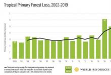 巴西推动全球森林损失增加