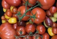 在对100个品种的研究中揭示了番茄的隐藏突变