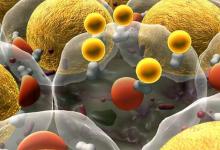 科学家展示了坏胆固醇如何进入细胞