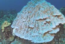 海面温度对珊瑚外植体存活有很大影响