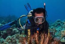 最新研究预测珊瑚漂白和食珊瑚海星会提前几个月入侵