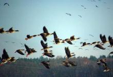 由于全球变暖芬兰的鸟类繁殖更早 繁殖季节更短
