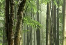 研究表明最后最好的热带森林迫切需要保护