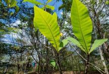 本地树木在柚木种植园中壮成长 并可能保护巴拿马运河