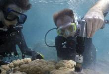 海洋酸化导致标志性珊瑚礁上的珊瑚骨质疏松