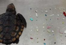 新孵化的佛罗里达海龟正在消耗大量的漂浮塑料