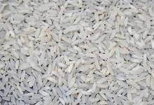 气候变化可能会增加水稻产量