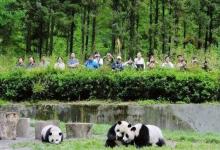 努力实现大熊猫和人类的可持续发展