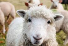 研究表明 养羊者可以通过转向森林获利