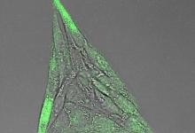具有生物活性的纳米胶囊可劫持细胞行为
