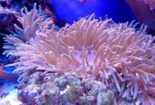 海洋酸化有深海礁石崩塌的风险