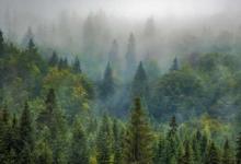 研究强调了鼓励地球森林自然再生的缓解气候变化的潜力