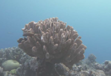 对大堡礁的一项新研究显示 大珊瑚的数量都在减少