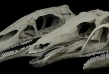 对剑龙头骨的首次详细研究表明它的咬合力比建议的小钉状牙齿强