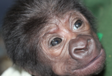 布里斯托尔大学罕见剖腹产后出生的小猩猩
