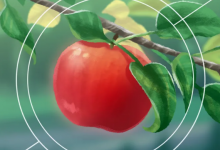 康奈尔大学发布了三个新的苹果品种