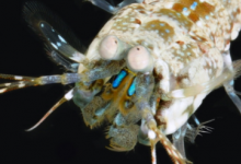用螳螂虾的秘密语言发现的新型光学材料