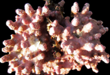 海洋酸化使珊瑚藻的健壮性降低