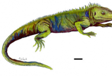 布里斯托尔大学的本科生将格洛斯特郡化石鉴定为古代爬行动物的新物种