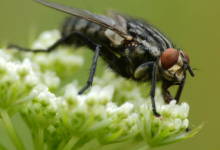 被遗忘的苍蝇研究发现昆虫是授粉的关键