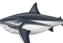 史前巨型鲨鱼的真实大小终于揭晓