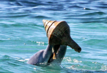 海豚向同伴学习觅食技巧