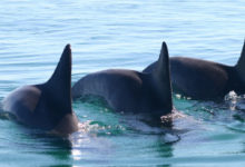 海豚同步的动作会导致彼此之间的纽带感增强