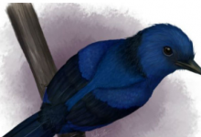 布里斯托大学的科学家对化石颜料进行了研究发现了史前鸟类蓝色色调的新见解