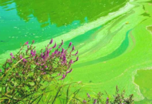 研究人员发现 控制光可以使水中的有毒藻类死亡