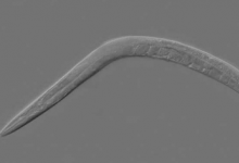 太空蠕虫实验揭示引力影响基因