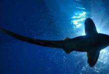 研究人员发现鲨鱼利用地球磁场导航