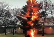 视频显示闪电在眨眼之间摧毁了一棵树