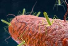 研究人员希望利用细菌产生的尾链素进行科学研究