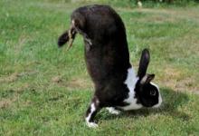 奇怪的基因突变让兔子两条腿走路