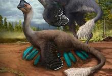 发现鸟状恐龙化石坐在满是蛋化石的巢穴上