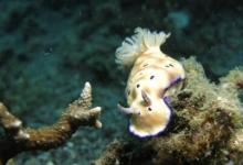 太阳能海蛞蝓通过去除自己的头长出新的身体