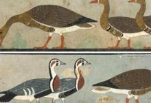 古埃及绘画展示了一只已灭绝的鹅