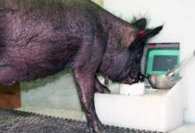 猪在使用电子游戏的一项新研究中表现出行为和心理的灵活性
