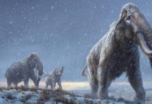 来自120万年前猛犸象的DNA解开了冰河时代的遗传之谜