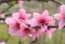 日常生活：桃花的样子是怎样的