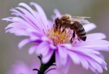 大学研究人员称杀虫剂使蜜蜂无法入睡