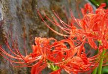 日常生活：彼岸花花语是什么