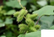 日常生活：植物传播种子的方法有哪些