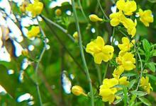 日常生活：迎春花的样子如何描写